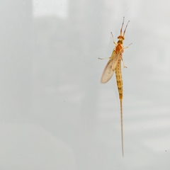 Ephemera glaucops