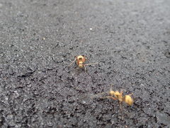 Polyrhachis andromache