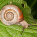 Kentish Snail - Photo (c) Jon J. Laysell, some rights reserved (CC BY-NC), uploaded by Jon J. Laysell