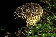 Lycoperdon compactum