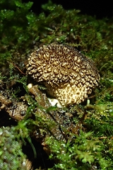 Lycoperdon compactum
