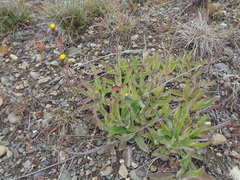 Hieracium magellanicum