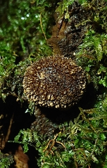 Lycoperdon compactum