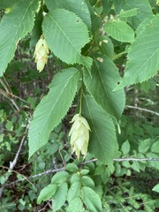 Ostrya virginiana image