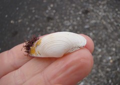 Irus elegans