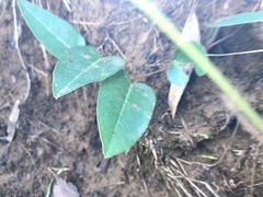 Hardenbergia violacea