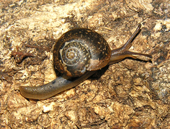 Chalcocystis aenea