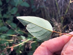 Hardenbergia violacea