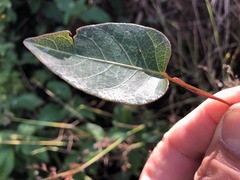 Hardenbergia violacea