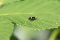 Planuncus tingitanus