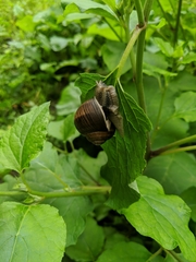Helix pomatia