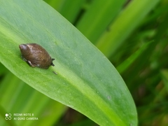 Gastropoda