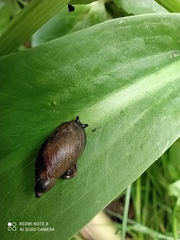 Gastropoda
