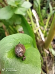 Gastropoda