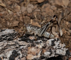 Nicsara