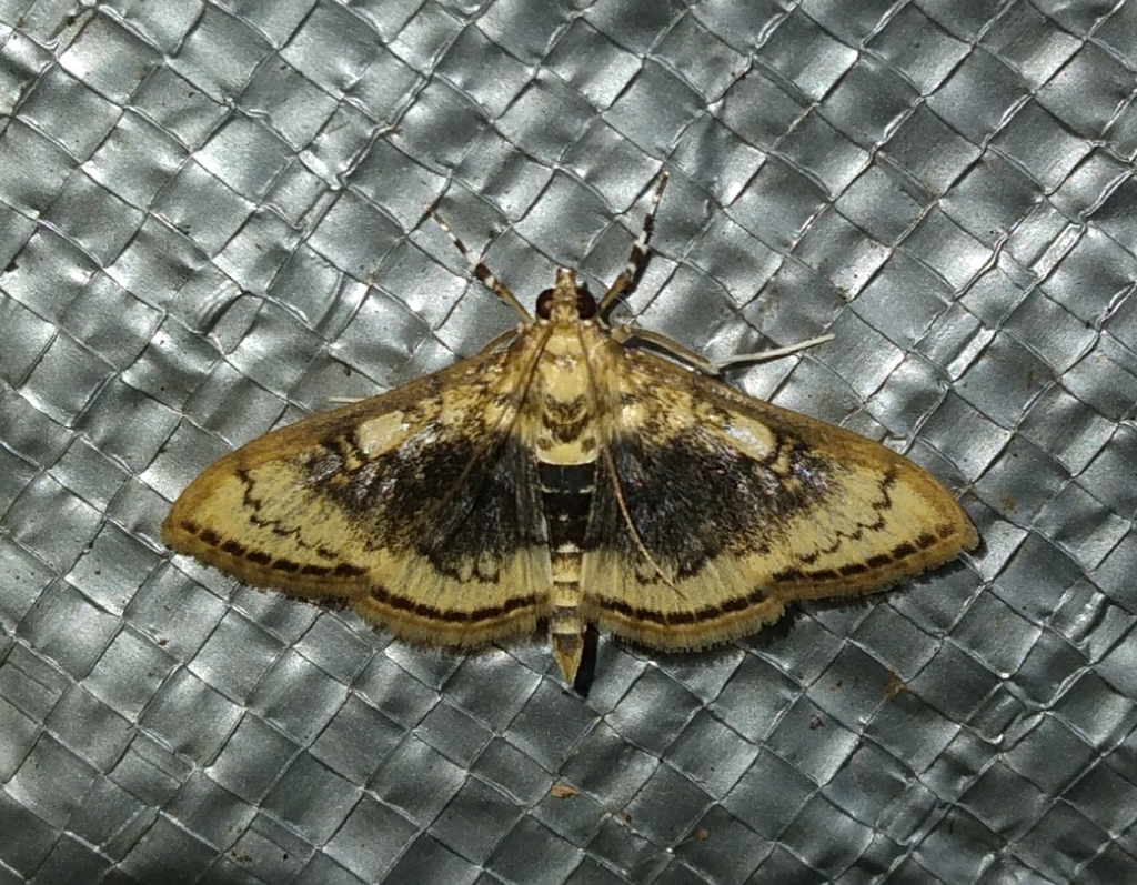 Maracayia chlorisalis