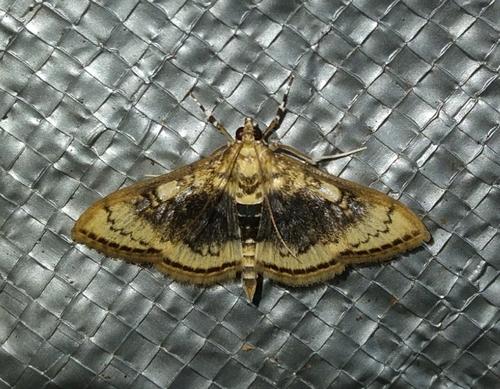 Maracayia chlorisalis