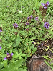 Prunella vulgaris