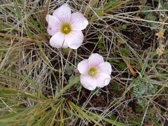 Oxalis enneaphylla