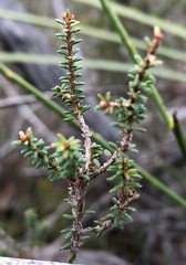 Calytrix alpestris