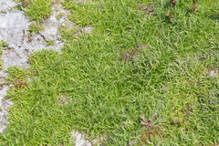 Fimbristylis dichotoma ochotensis