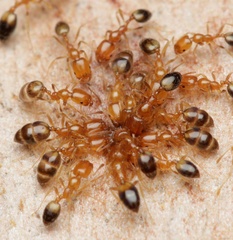 Trichomyrmex destructor
