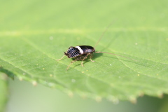 Planuncus tingitanus