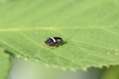 Planuncus tingitanus