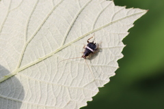 Planuncus tingitanus