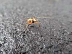 Polyrhachis andromache
