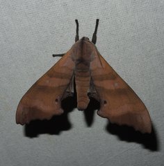 Marumba nympha
