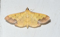 Meroctena tullalis