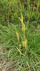 Plantago maritima serpentina