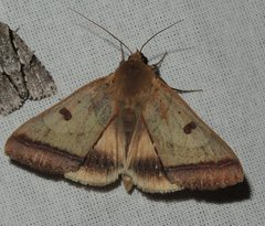 Ophiusa trapezium