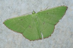 Ornithospila submonstrans