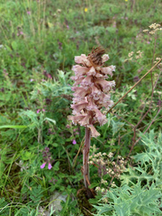 Orobanche amethystea amethystea