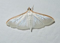 Palpita warrenalis