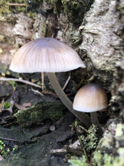 Mycena carmeliana