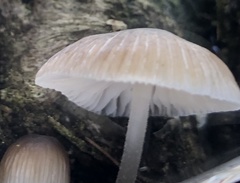 Mycena carmeliana