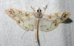 Polythlipta divaricata
