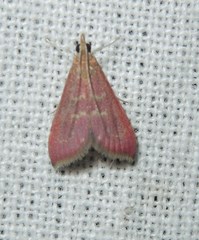 Pyrausta signatalis