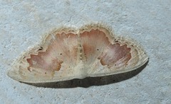 Somatina rosacea