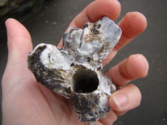 Austromegabalanus nigrescens