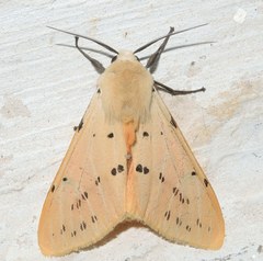 Spilarctia postrubida