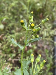 Senecio vulgaris