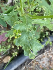 Senecio vulgaris