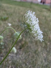 Daucus carota