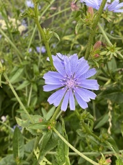 Cichorium intybus