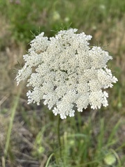 Daucus carota