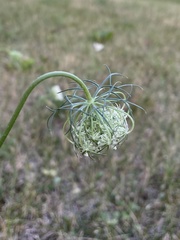 Daucus carota